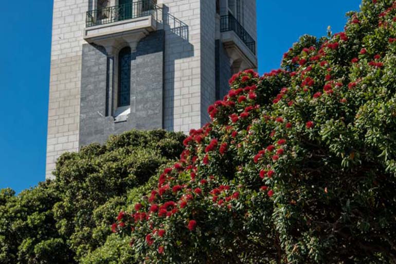 Pohutakawa blooming in front of the Carillon tower. 