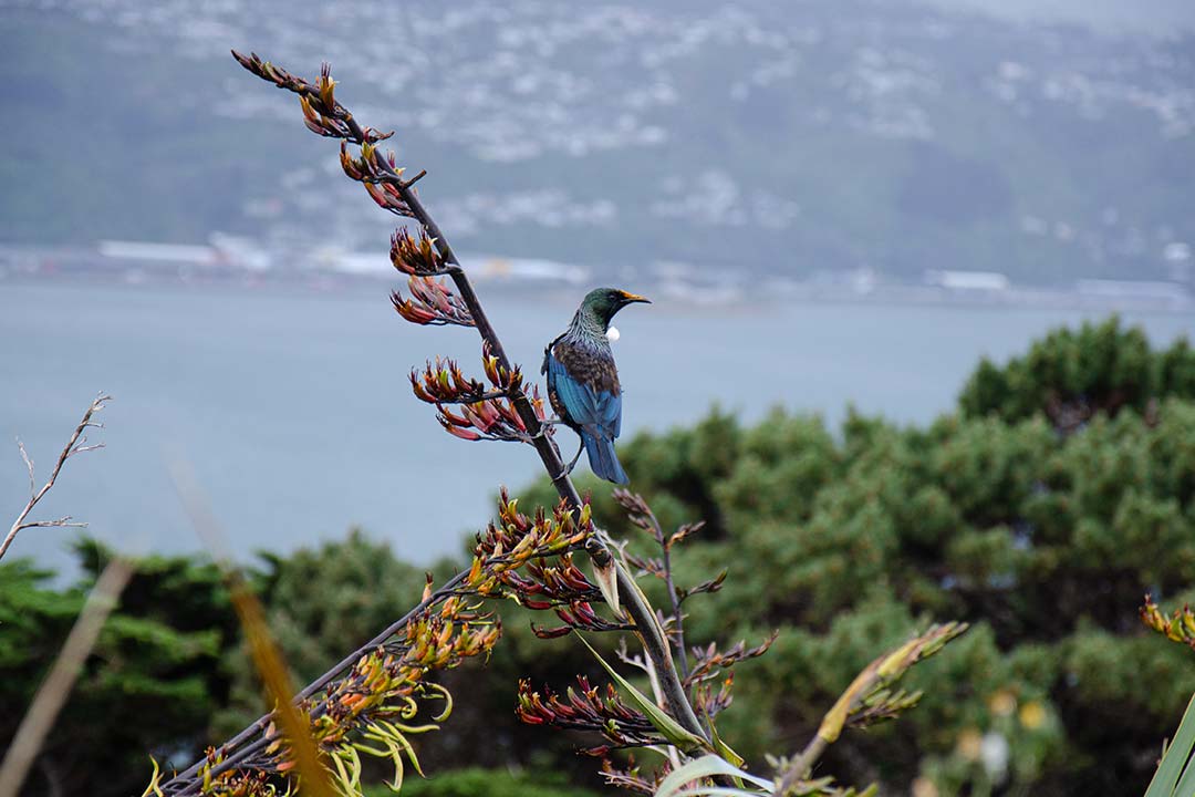Tuī bird on a harakeke (flax) flower overlooking a harbour