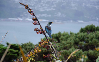 Tuī bird on a harakeke (flax) flower overlooking a harbour